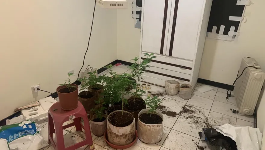毒品自耕農！淡水男上網自學住處栽種　查獲76株大麻盆栽