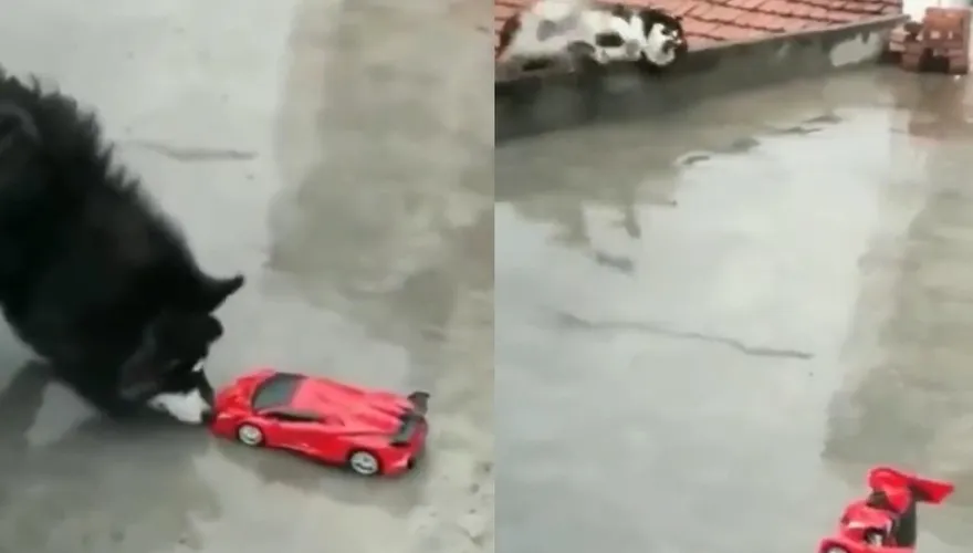 影／玩具車突然變形！二哈嚇慘趕緊「倒退嚕」　下秒…竟180度側翻墜樓