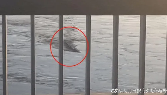 真相大白！南韓漢江「水怪」真面目曝光…網：我都嚇壞了
