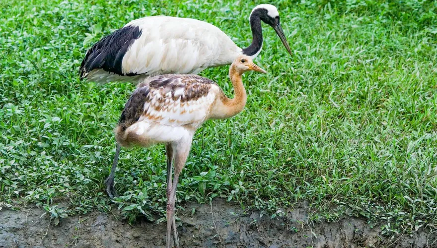 初次見面，哩鶴！北市動物園丹頂鶴寶寶來了　大眼漫步超萌：謝謝你們幫我選名字～