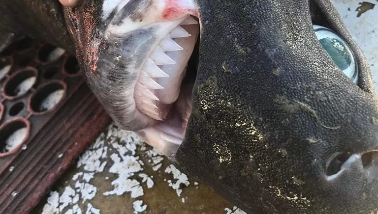 驚！650公尺深海捕獲怪魚　「凸眼暴牙」恐怖長相網嚇壞：外星異形？！