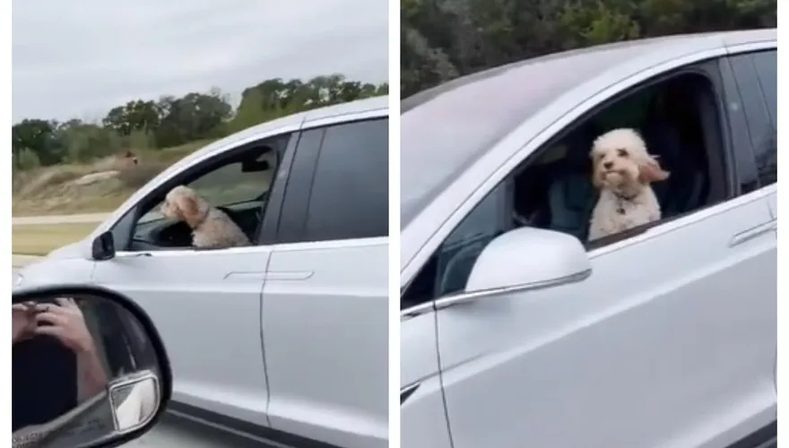 狗狗開車？特斯拉自駕「整車無人」…他嚇問：你主人呢？　荒唐奔馳畫面曝光