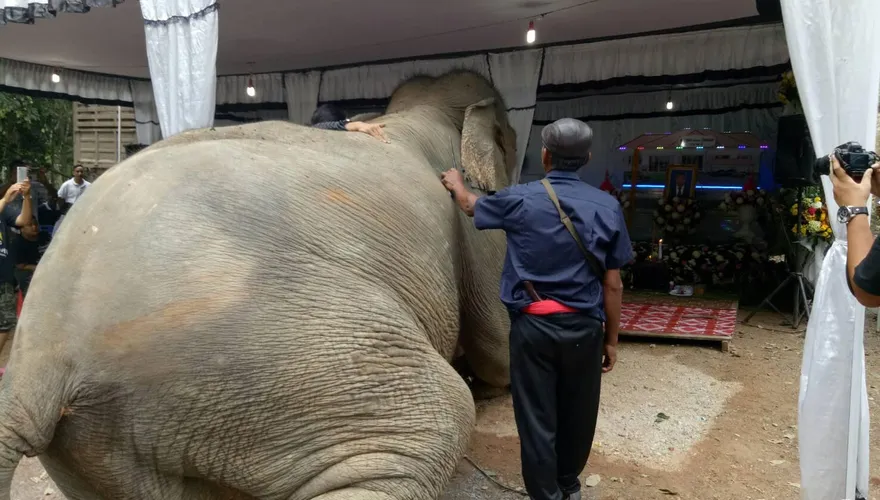 真的有靈性！飼主車禍離世　 大象衝靈前屈膝膜拜 揪心一幕全網側目