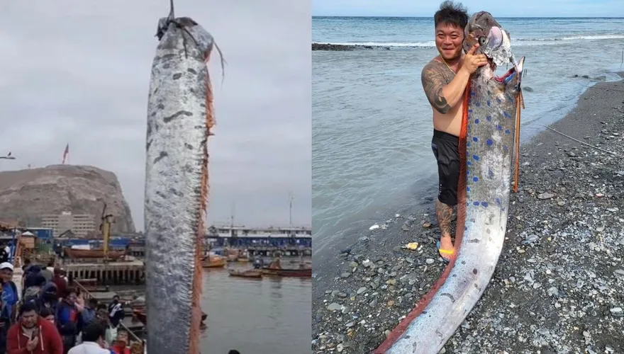 6月就預告台東強震！他海邊捕獲「6m巨型地震魚」　現蹤智利、日本…地牛就翻身