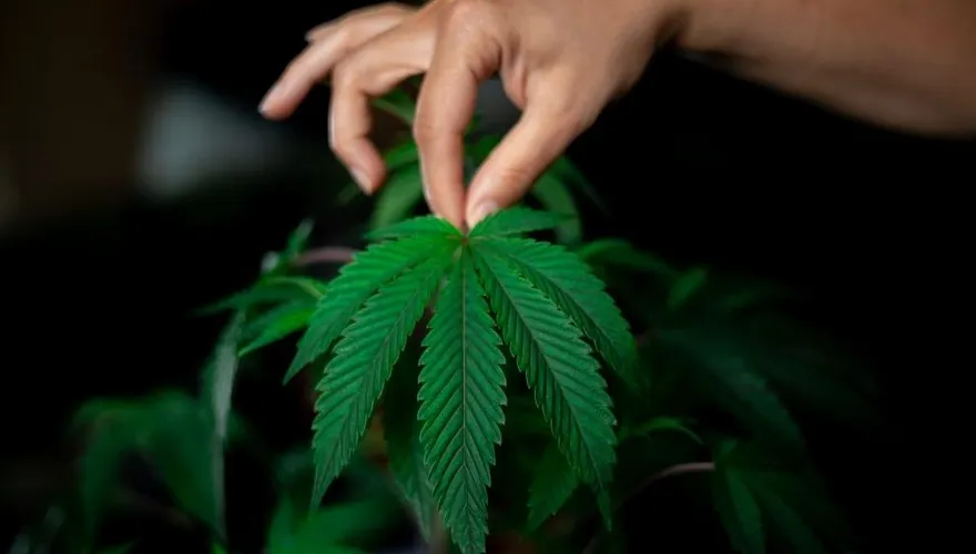 史上最大！軍營旁驚見4千株大麻田　竟雇6移工澆水採收