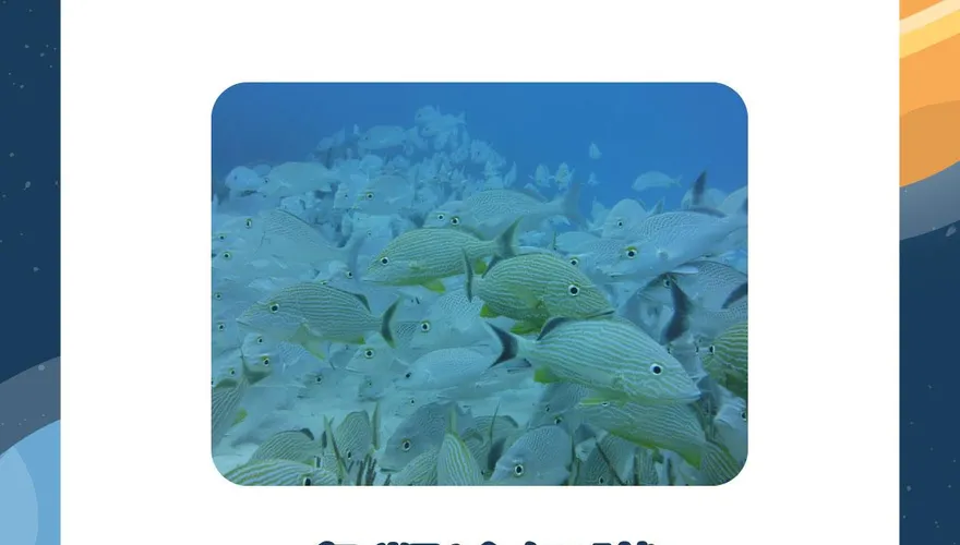 【毛球冷知識】被忽略多年的魚類冷知識！
