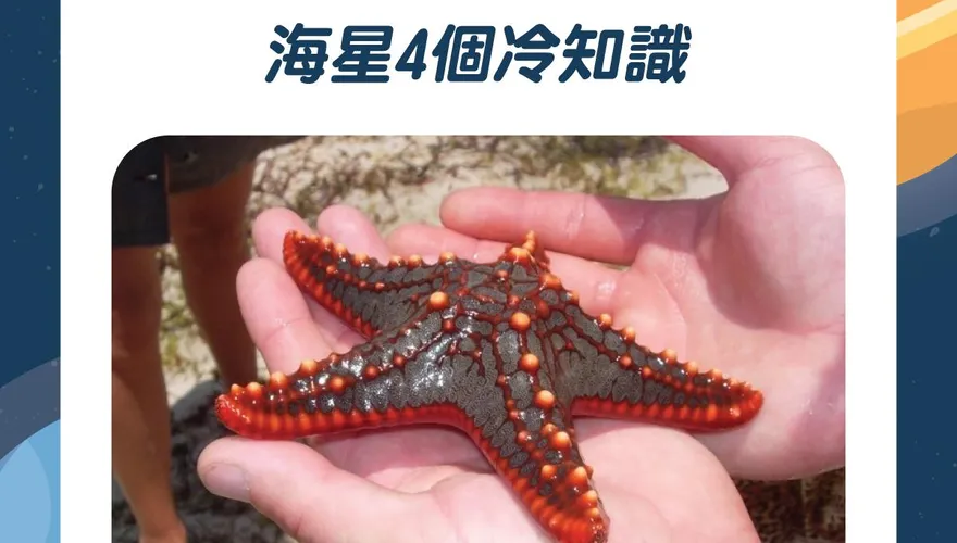 【毛球冷知識】海星有很多眼睛？超怪冷知識報你知！