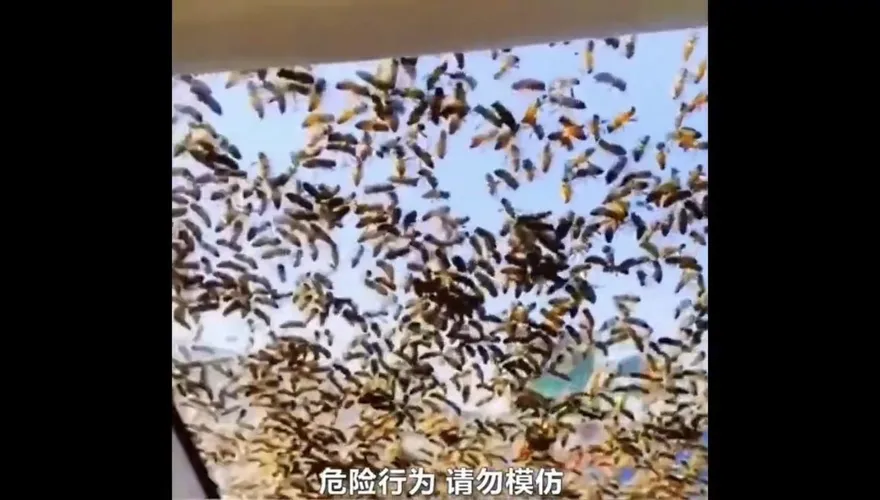 男子偷走蜂王遭蜂群追擊　蜜蜂爬滿車窗一路追殺