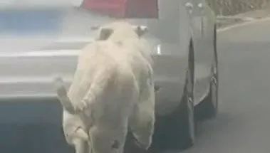 影/板金太薄？遊客轎車遭白虎追咬留牙印 網嘲大眾汽車不給力
