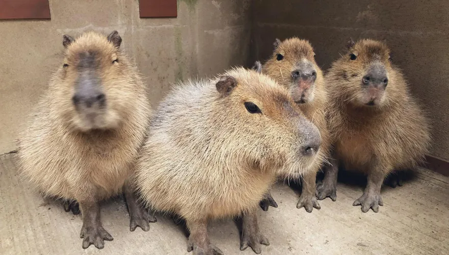 不甩飼養員！40kg水豚「3天連襲2遊客」　她遭撲倒狂咬…縫9針躺醫院2週