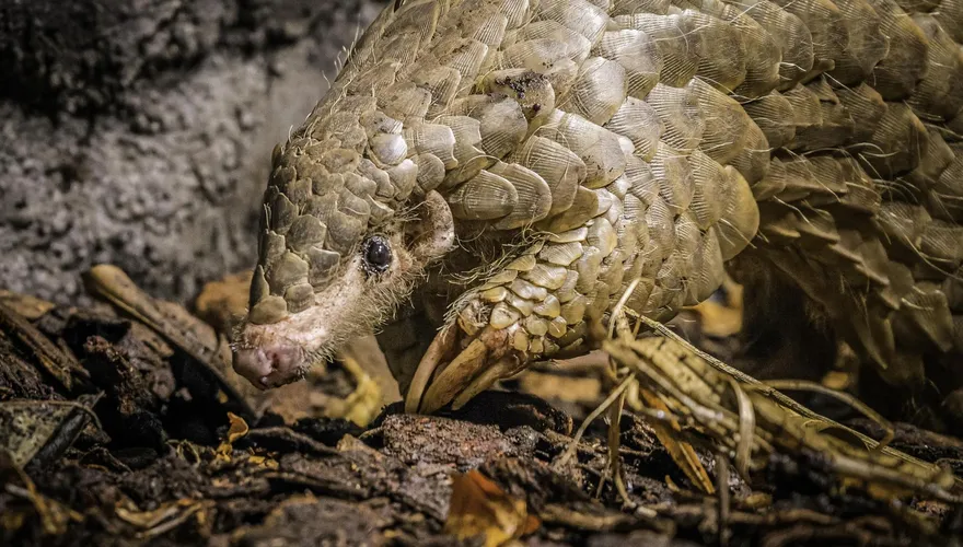 布拉格動物園傳喜訊！台灣穿山甲懷孕當媽　歐洲首隻穿山甲寶寶將誕生