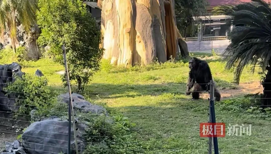 神奇動物齊聚南寧動物園　網民質疑：是什麼讓他們瘋狂？