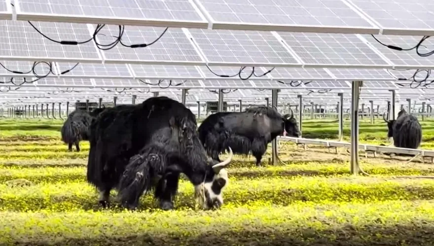 太陽能板下養犛牛！全球首個4500米超高海拔光伏電站四川投用