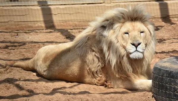 烏克蘭動物園11隻獅子成功撤離戰區　動保團體完成最大規模救援任務！