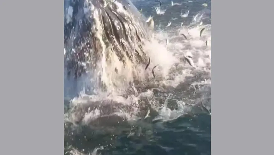 父子釣魚「遇到座頭鯨」！衝出水面「魚群狂噴」　驚險畫面曝光