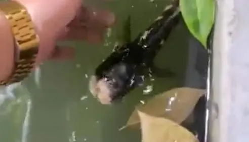 影/臉爛掉照樣活跳跳！「無頭魚」池塘靈活游動7天　網驚：這樣還能活？