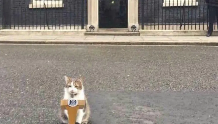 英國首相特拉斯剛辭職　「第一貓賴瑞」發文：國王問我要不要當首相