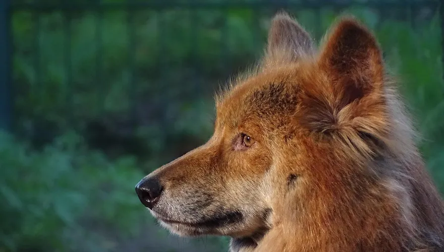男子隨手餵食「流浪狗」挨罰7萬！原來竟是野生動物「澳洲野犬」