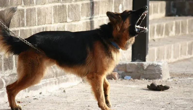 美送貨員陳屍民宅草坪！疑遭猛犬活活咬死　掛牌「內有惡犬」難阻慘劇