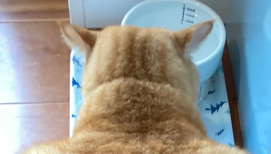 猛男橘貓！「粗壯背影」嚇壞把拔：一掌就可以把我巴暈了吧