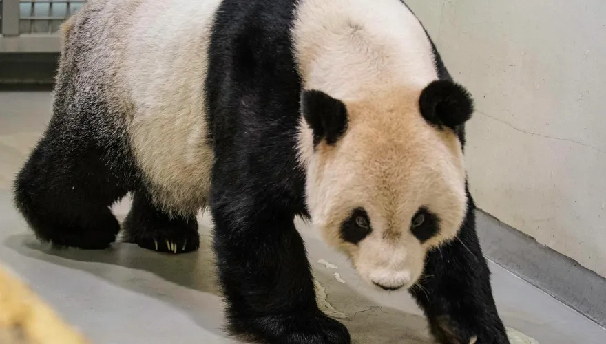 團團近況曝光！動物園公布「每日觀察數據」　食慾、排便量大不如前