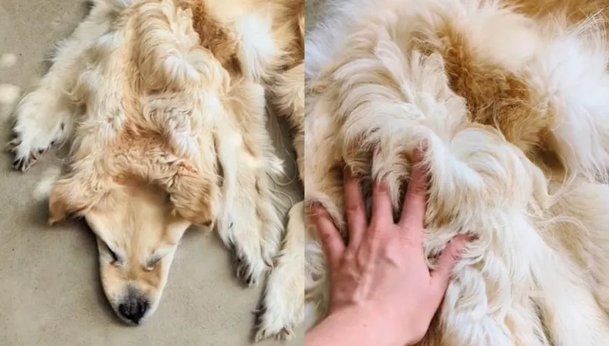 想把離世愛犬留在家…飼主剝皮做毛毯！標本師成品曝光網看傻：我會瘋掉