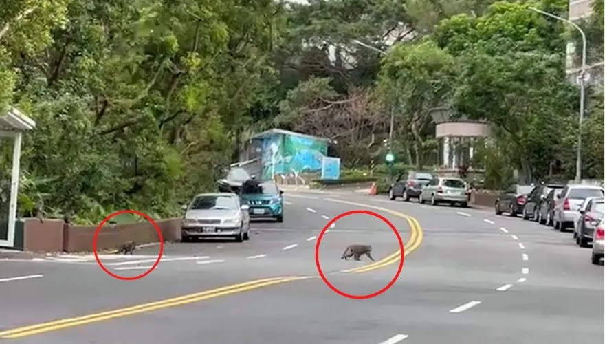 【影】獨家直擊！「路邊驚見31隻猴子」狂奔闖雙黃線　民眾看傻眼