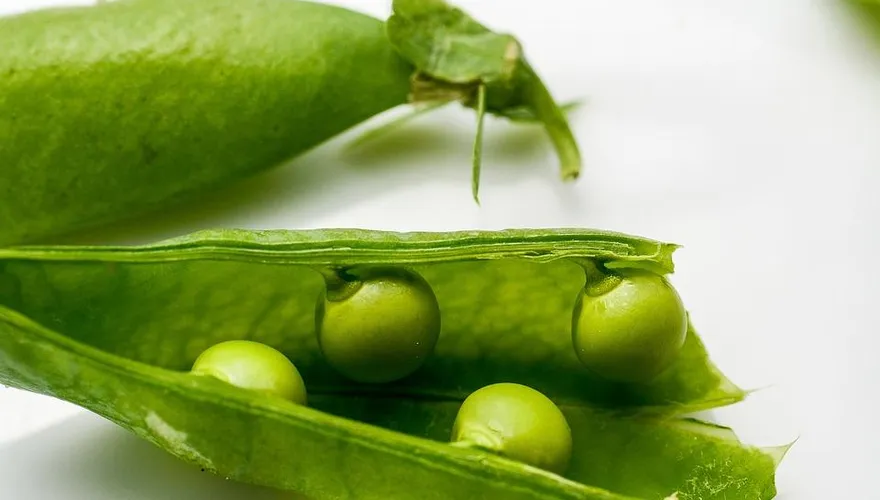 豌豆知多少？農糧署：最常吃的５種類型