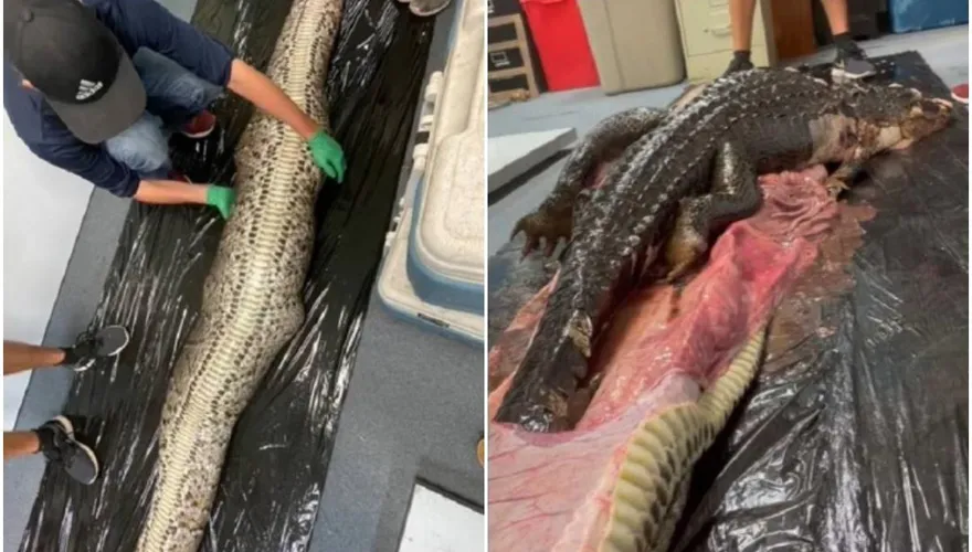 生物學家解剖「5公尺外來巨蟒」　腹中驚見完整鱷魚！