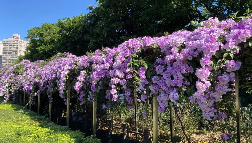 浪漫紫色花瀑滿開！泰山「蒜香藤秘境」花期限時1週　錯過只能等明年