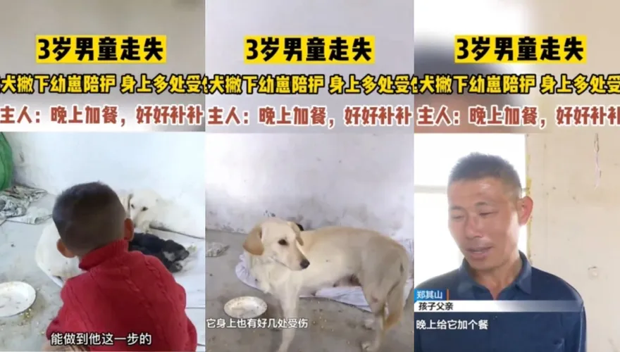 陸3歲男童失蹤！忠犬離開幼崽捨身搏鬥　引全網動容