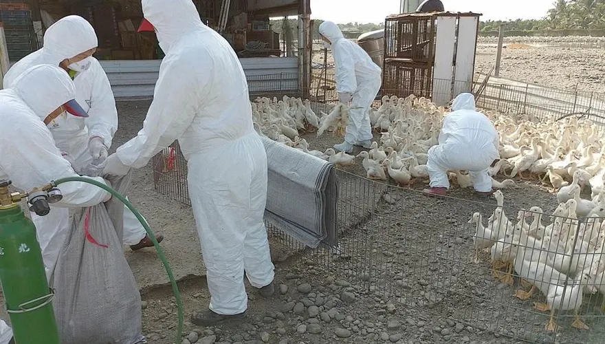 屏東縣肉鴨場驚傳禽流感！防疫人員迅速撲殺1350隻肉鴨