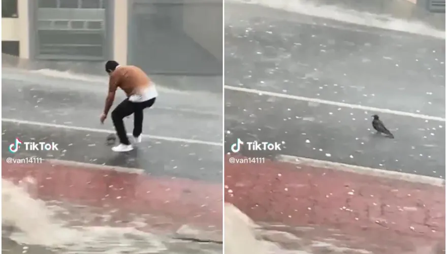 【影】生死一瞬間！鴿子受困暴雨冰雹之中動彈不得　暖心結局網友瘋傳