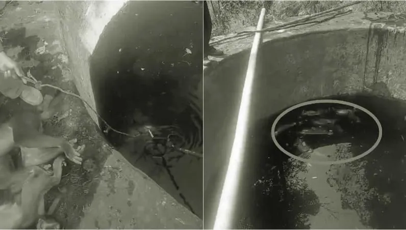 【影】驚！喝水時覺得味道怪怪的　檢查蓄水池竟發現猴群屍體泡水中……