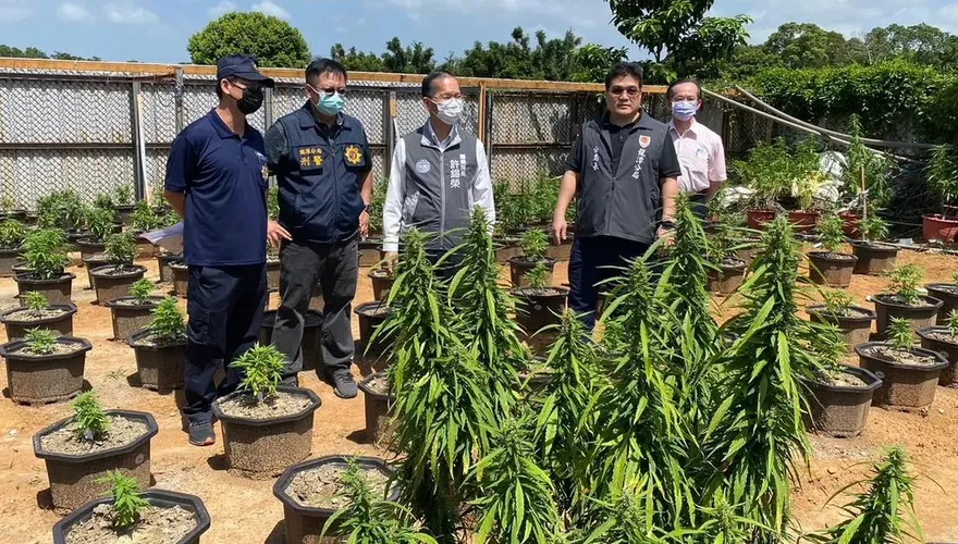 台灣史上最大規模！12億大麻農場案偵結　松聯幫元老吳來居等8嫌遭起訴