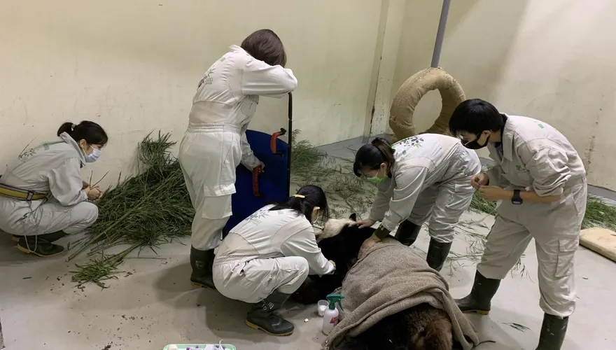 快訊/「團團」健康又亮紅燈！　昨夜突發4次癲癇