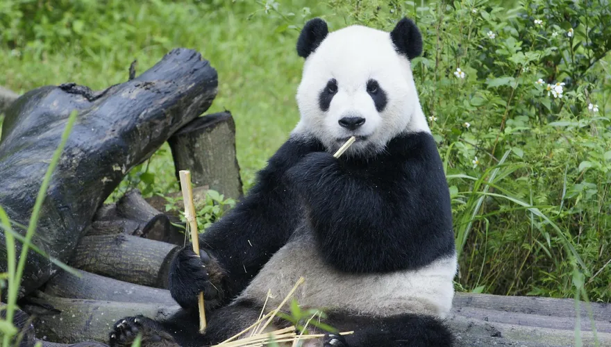【影】慟！動物園證實「團團」病逝：下午1時48分心跳停止　終年18歲