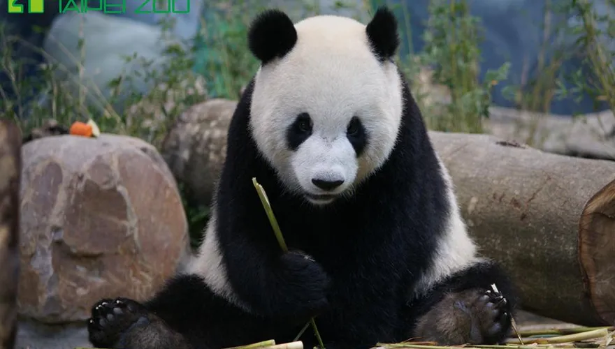 【影】「團團」癲癇3度發作！動物園悲痛證實「麻醉中沉睡」：含淚放手