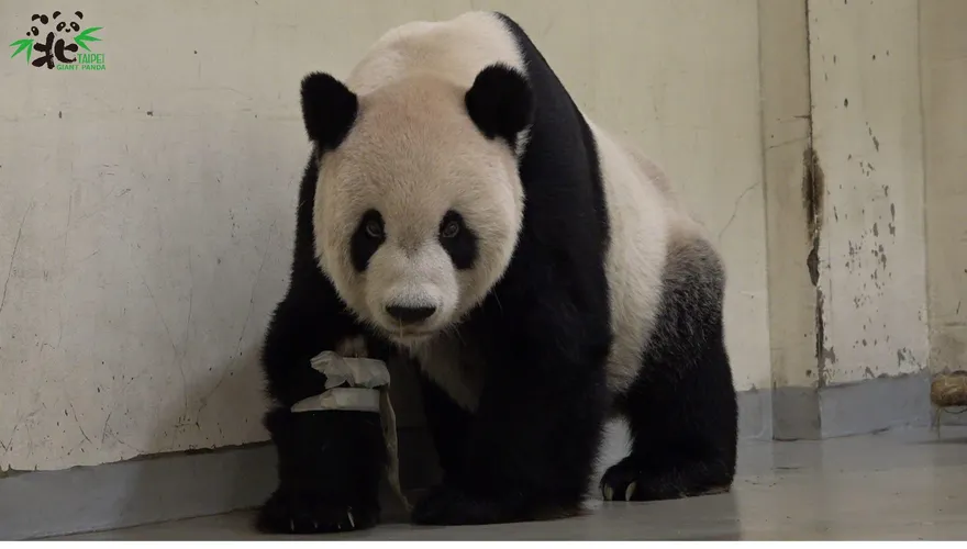 團圓贈台難關多！送連戰「助兩岸破冰」綠營連4擋　政黨輪替後秒送…抵台14年病逝