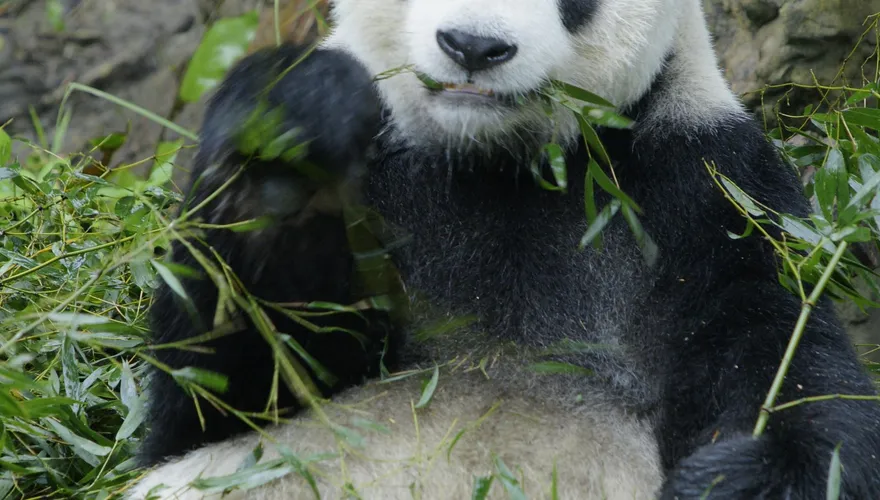 慟！大貓熊「團團」病逝　動物園將比照林旺製成標本