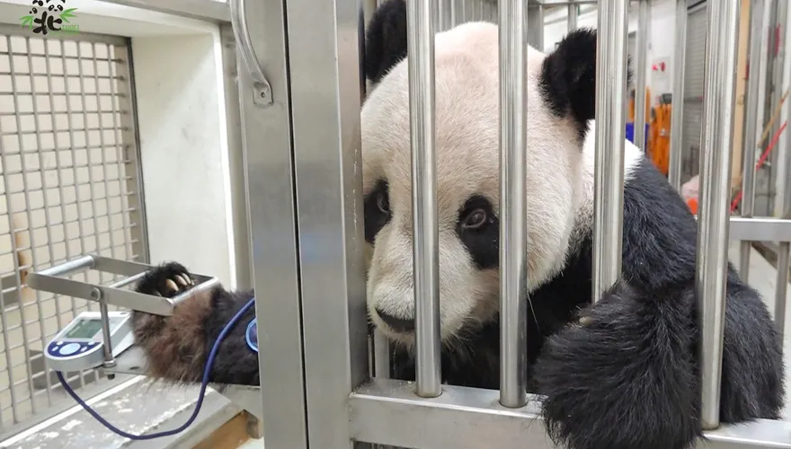 團團走了！蔡英文反應讓趙少康轟「冷血」：拜登狗離世立刻留言哀悼