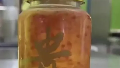 一杯近千元！上海驚現天價檸檬茶　稱添加「魚子醬」遭踢爆…實為「魚子醬檸檬」
