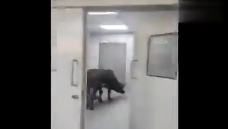 【影】印度ICU病房驚見「牛隻逛街」！翻醫療廢棄物放置桶覓食