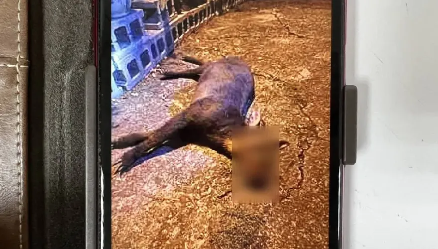 【影】難過！「保育類動物」竟變賄選贈禮！　長鬃山羊無辜成盤中飧