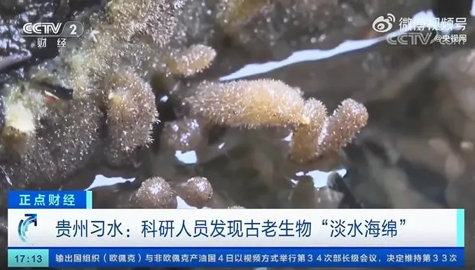 如獲至寶！大陸發現6億年前「毛茸茸」古老生物　網喊「海綿寶寶」！