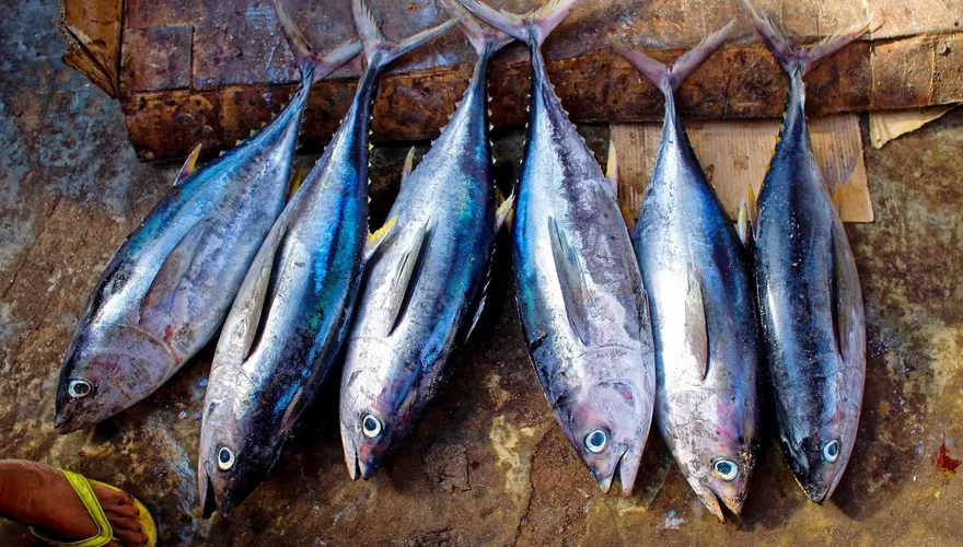 台灣水產品再次卡關　大陸海關總署官網顯示暫停出口秋刀魚等800件海產品