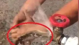 【影】眾人爽洗手！水管「噴出一條蛇」畫面驚悚　目擊者笑：牠比我還怕