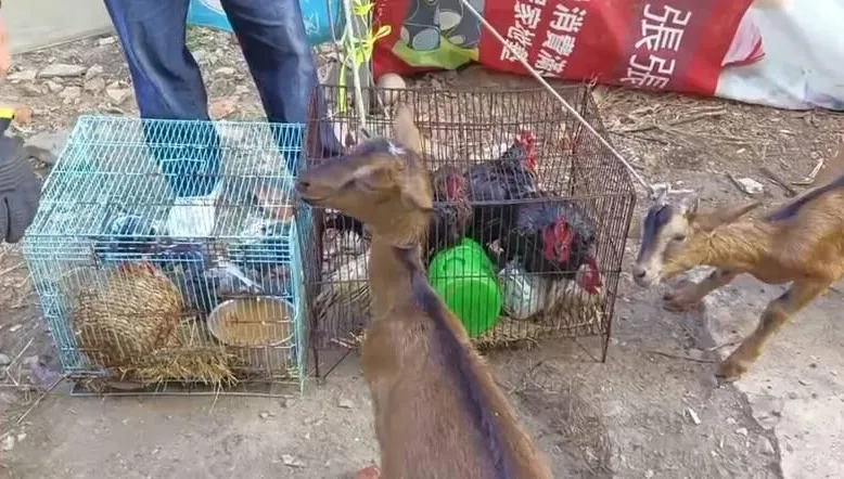 彰化民宅火警！警消搶救驚見動物園…牠不幸葬生火窟