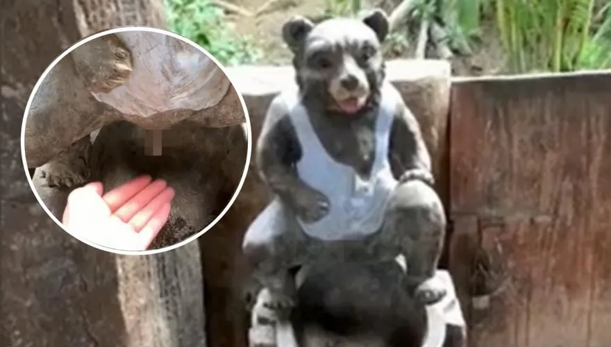 尿尿小熊？動物雕塑生殖器裝水龍頭…伸手感應就出水　景區挨轟低俗稱整改中
