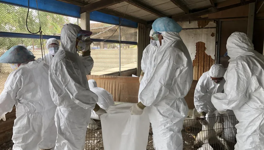【影】H5N1禽流感肆虐！全台6禽場都確診　防檢局曝1原因：風險暴增